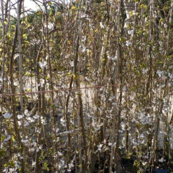 Prunus X Yedoensis `Shidare-Yoshino' 15L -Ketler Outdoors Shop ptrgen0084 1 33624.1662991216