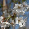Prunus X Yedoensis `Shidare-Yoshino' 15L -Ketler Outdoors Shop ptrgen0084 44378.1674488180