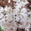 Prunus `Chocolate Ice' 15L -Ketler Outdoors Shop ptrgen0096 07718.1674488162