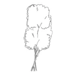 Ilex Aquifolium `Jc Van Tol' 15L