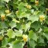 Liriodendron Tulipifera 15L -Ketler Outdoors Shop ptrgen0120 82739.1674487988