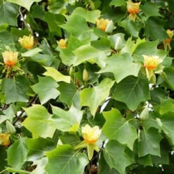 Liriodendron Tulipifera 15L