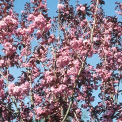 Prunus `Royal Burgundy' 15L -Ketler Outdoors Shop ptrgen0144 1 09578.1662991218