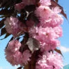 Prunus `Royal Burgundy' 15L -Ketler Outdoors Shop ptrgen0144 59071.1674487916