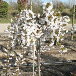 Prunus `Snow Showers' 15L -Ketler Outdoors Shop ptrgen0147 1 25167.1662991218