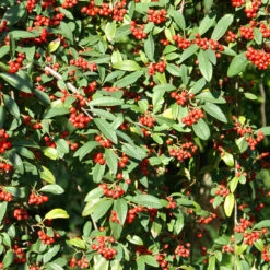 Cotoneaster `Hybridus Pendulus' 15L