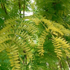 Gleditsia Triacanthos `Sunburst' 15L
