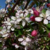 Malus Floribunda 15L -Ketler Outdoors Shop ptrgen0537 95673.1674487563