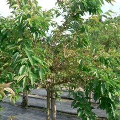 Prunus 'Pink Perfection' 15L