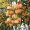 Malus `Evereste' 15L -Ketler Outdoors Shop ptrgen0544 1 47264.1674487377