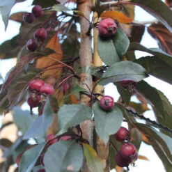 Malus `Royalty' 15L -Ketler Outdoors Shop ptrorn0035 1 05867.1662991222