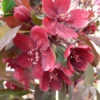 Malus `Royalty' 15L -Ketler Outdoors Shop ptrorn0035 59668.1674487124