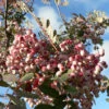 Sorbus Hupehensis `Pink Pagoda' 15L -Ketler Outdoors Shop ptrorn0064 67984.1674487013