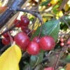 Malus `Royal Beauty' 15L -Ketler Outdoors Shop ptrorn0073 11297.1665133529