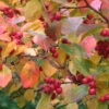 Crataegus Persimilis `Prunifolia' 15L -Ketler Outdoors Shop ptrsea0008 22591.1665133528