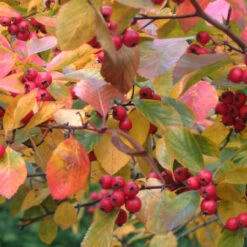 Crataegus Persimilis `Prunifolia' 15L