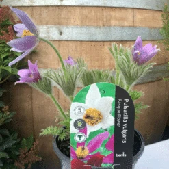 Pulsatilla Vulgaris 7 Pulsatilla Vulgaris -Ketler Outdoors Shop pulsatilla vulgaris 1 14947 79370.1662992759