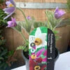 Pulsatilla Vulgaris 2 Pulsatilla Vulgaris -Ketler Outdoors Shop pulsatilla vulgaris 1 14947 79611.1665133477