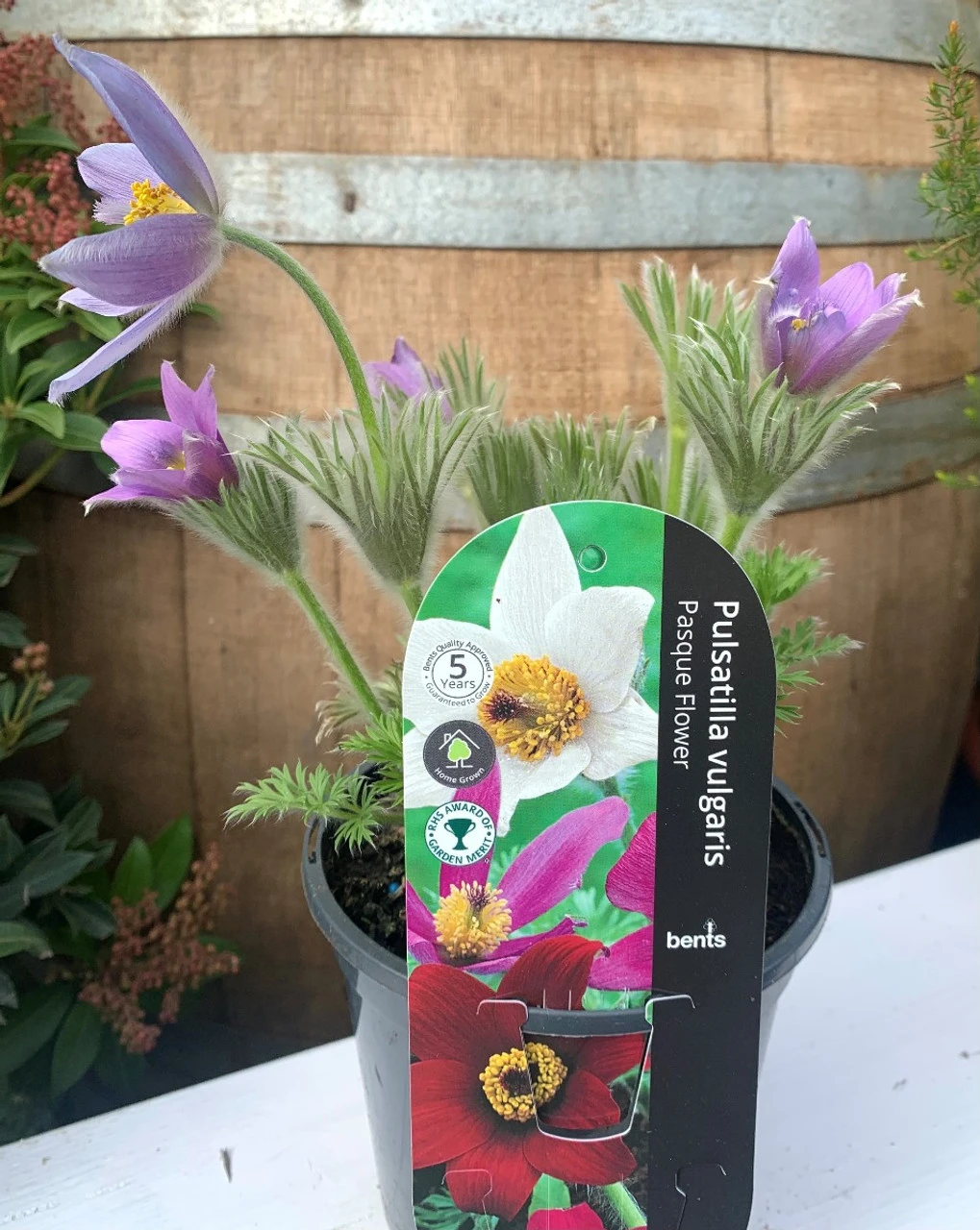 Pulsatilla Vulgaris 3 Pulsatilla Vulgaris