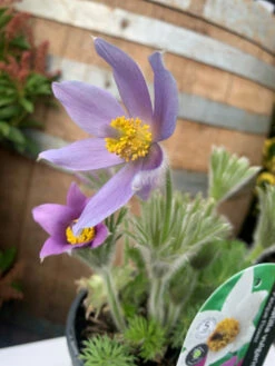 Pulsatilla Vulgaris 6 Pulsatilla Vulgaris -Ketler Outdoors Shop pulsatilla vulgaris 2 14946 16395.1662992759