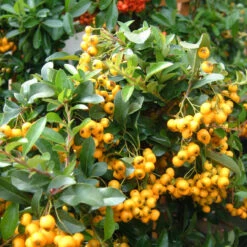 Pyracantha Sapho Yellow 3Ld