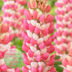 Rachel De Thame 13cm Pot -Ketler Outdoors Shop rachel de thame 2 1 2 41165.1662993427