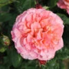 Bush Rose 'Rachel' 5L -Ketler Outdoors Shop rachel 09792.1674483787