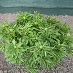 Paeonia Red Charm 4L/21cm -Ketler Outdoors Shop red charm f3 1 03528.1662993108