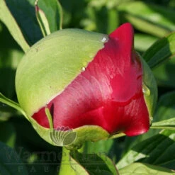 Paeonia Red Charm 4L/21cm -Ketler Outdoors Shop red charm f5 1 47486.1662993107