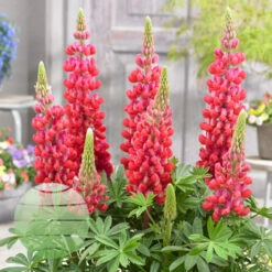 Red Rum 13cm Pot -Ketler Outdoors Shop red rum 2 2 66441.1662993429