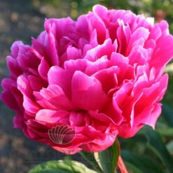 Paeonia Red Sarah Bernhadt 4L/21cm