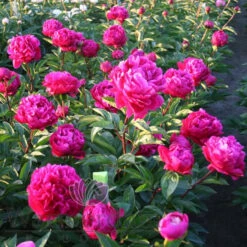 Paeonia Red Sarah Bernhadt 4L/21cm -Ketler Outdoors Shop red sarah bernhardt f6 62137.1662993103