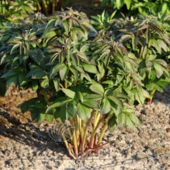 Paeonia Red Satin 4L/21cm -Ketler Outdoors Shop red satin f3 1 91158.1662993107