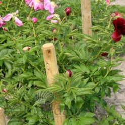 Paeonia Red Satin 4L/21cm -Ketler Outdoors Shop red satin f4 1 74611.1662993107