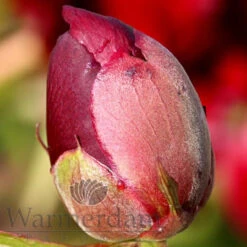 Paeonia Red Satin 4L/21cm -Ketler Outdoors Shop red satin f5 1 36939.1662993107