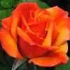 Gift Rose 'Remember Me' 5L -Ketler Outdoors Shop remember me 06489.1676454021
