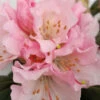 Rhododendron Christmas Cheer 75L -Ketler Outdoors Shop rhododrendron category image 38091.1665133519