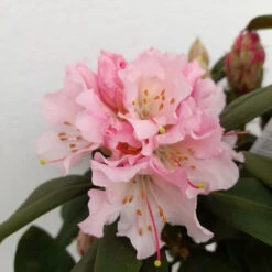 Rhododendron Christmas Cheer 75L -Ketler Outdoors Shop rhododrendron christmas cheer 3 88719.1662993379