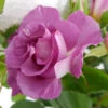 Bush Rose 'Blue For You' 3L -Ketler Outdoors Shop rose blue for you close up 91552.1674483782