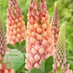 Salmon Star 13cm Pot -Ketler Outdoors Shop salmon star 1 44307.1662993431