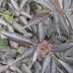 Sambucus Nigra 'Black Beauty' 4L
