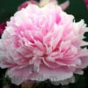 Paeonia Sarah Bernhardt 4L/21cm 1 Paeonia Sarah Bernhardt 4L/21cm -Ketler Outdoors Shop sarah bernhardt f1 54239.1665133466