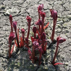 Paeonia Sarah Bernhardt 4L/21cm 9 Paeonia Sarah Bernhardt 4L/21cm -Ketler Outdoors Shop sarah bernhardt f2 88565.1662993103