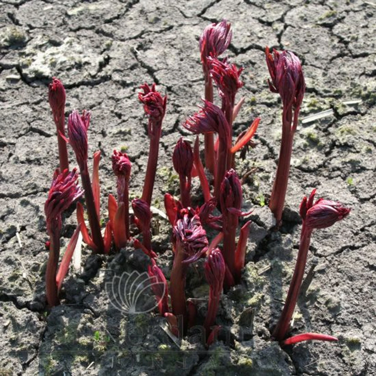 Paeonia Sarah Bernhardt 4L/21cm 5 Paeonia Sarah Bernhardt 4L/21cm - Image 3