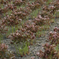 Paeonia Sarah Bernhardt 4L/21cm 8 Paeonia Sarah Bernhardt 4L/21cm -Ketler Outdoors Shop sarah bernhardt f3 20070.1662993103