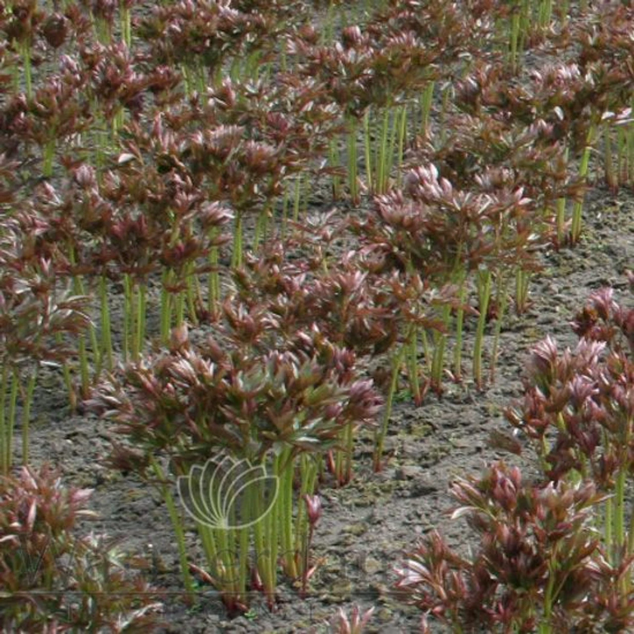 Paeonia Sarah Bernhardt 4L/21cm 4 Paeonia Sarah Bernhardt 4L/21cm - Image 2