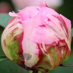Paeonia Sarah Bernhardt 4L/21cm 11 Paeonia Sarah Bernhardt 4L/21cm -Ketler Outdoors Shop sarah bernhardt f5 84267.1662993103