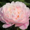 Paeonia Serene Pastel 4L/21cm -Ketler Outdoors Shop serene pastel f1 47102.1665133472
