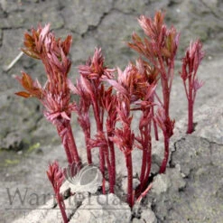 Paeonia Serene Pastel 4L/21cm -Ketler Outdoors Shop serene pastel f2 71987.1662993104
