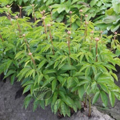 Paeonia Serene Pastel 4L/21cm -Ketler Outdoors Shop serene pastel f3 48365.1662993104